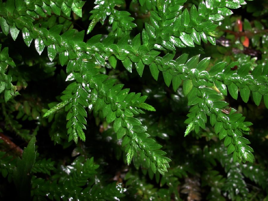 Selaginellaceae Selaginella diffusa