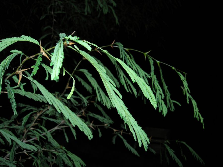 Fabaceae Acacia collinsii