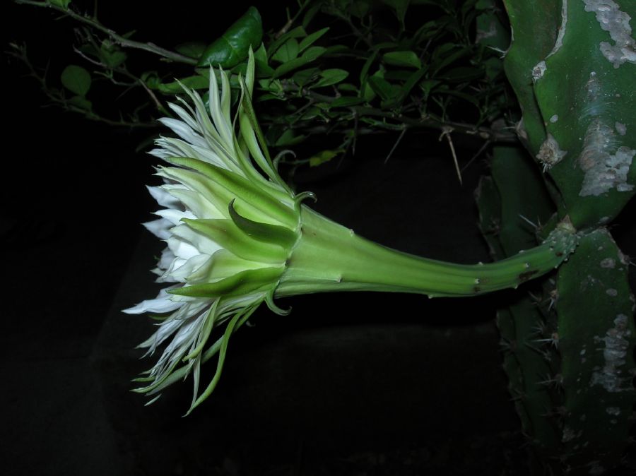 Cactaceae Acanthocereus tetragonus