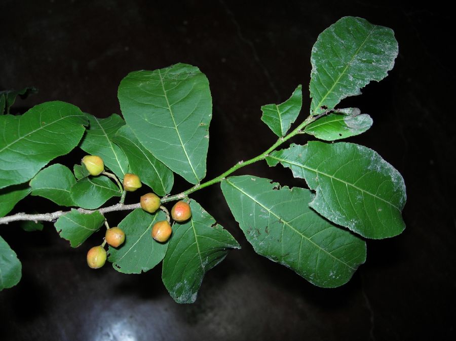 Salicaceae Casearia 