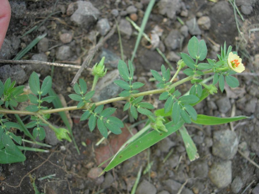 Zygophyllaceae Kallstroemia maxima