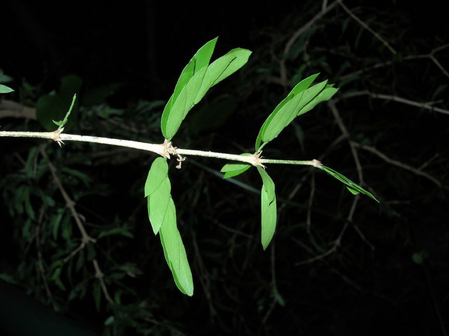 Zygophyllaceae Guaiacum 