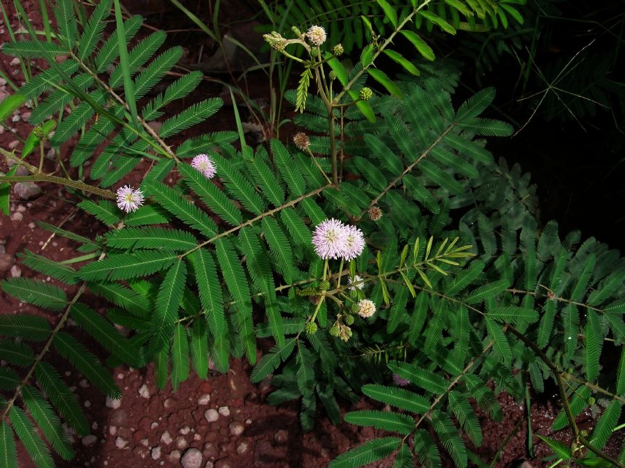 Fabaceae Mimosa pigra