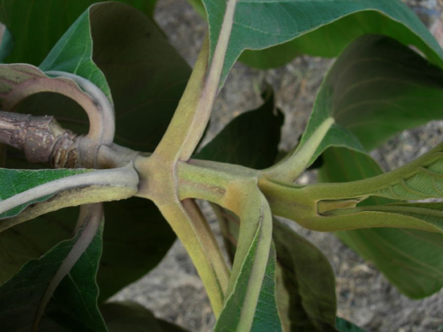 Lamiaceae Tectona grandis
