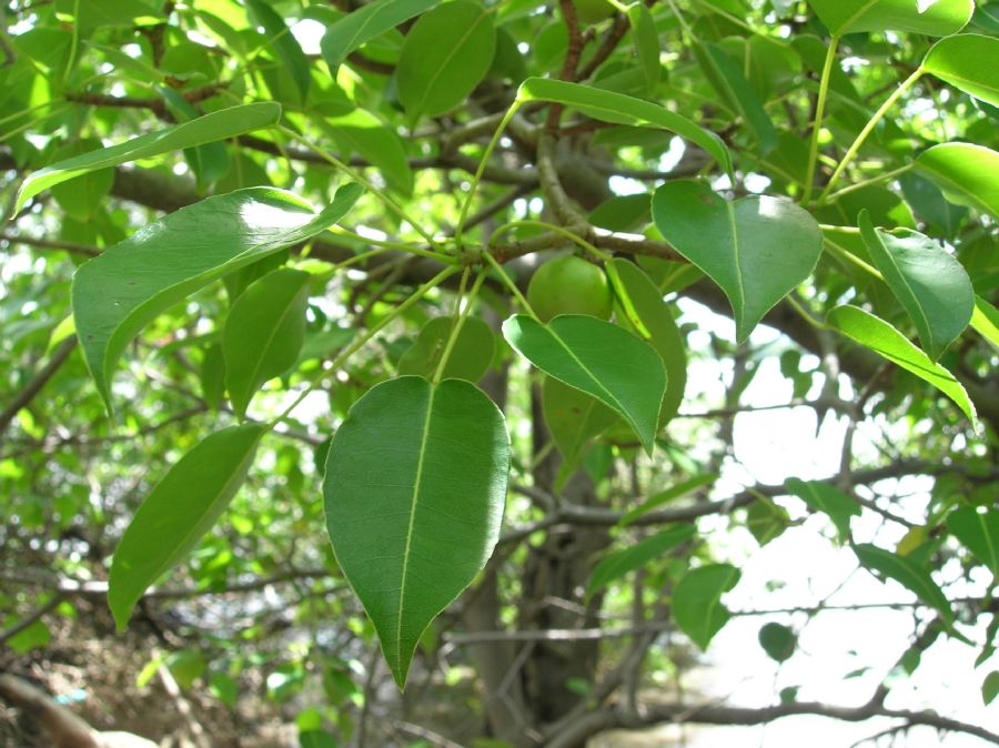 Euphorbiaceae Hippomane mancinella