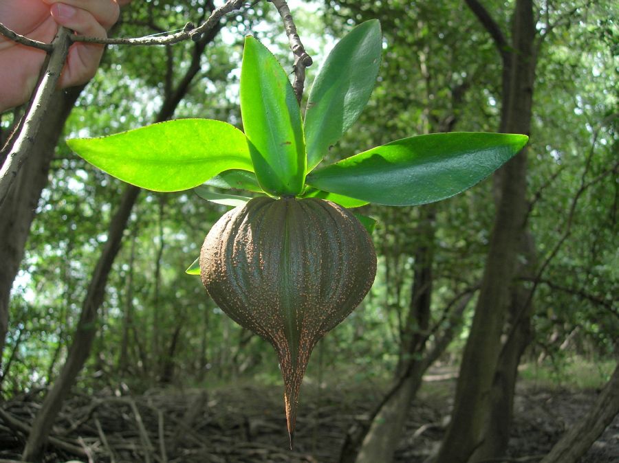 Pellicieraceae Pelliciera rhizophorae