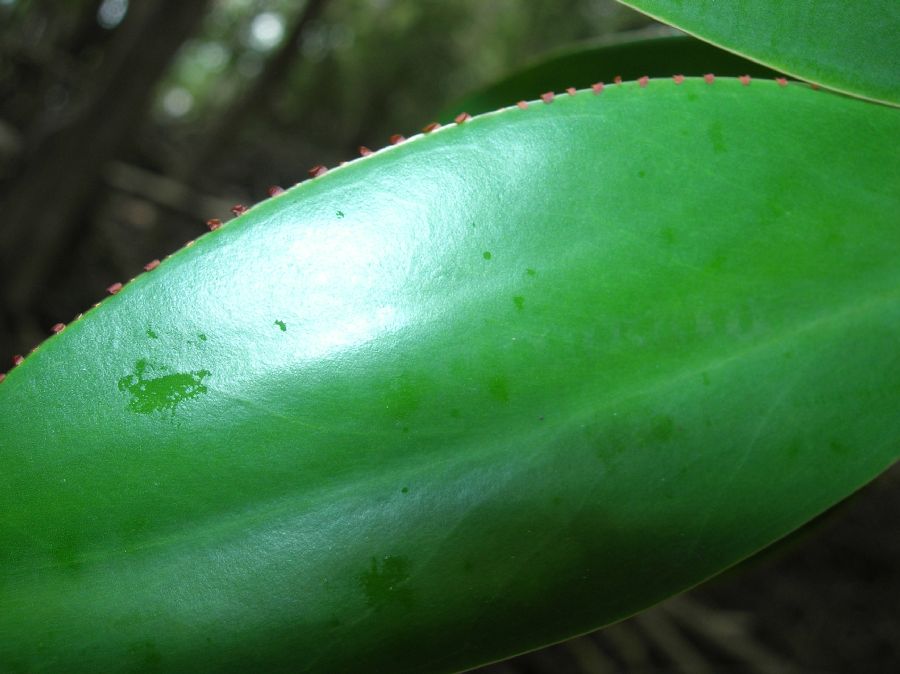 Pellicieraceae Pelliciera rhizophorae