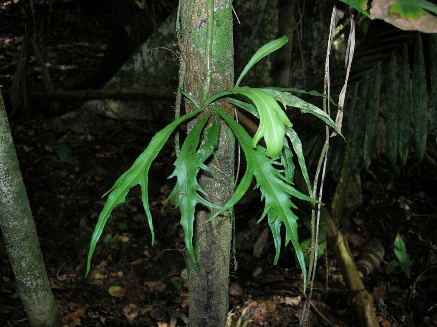 Pteridaceae Polytaenium feei