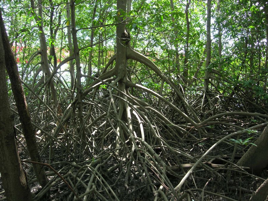 Rhizophoraceae Rhizophora mangle