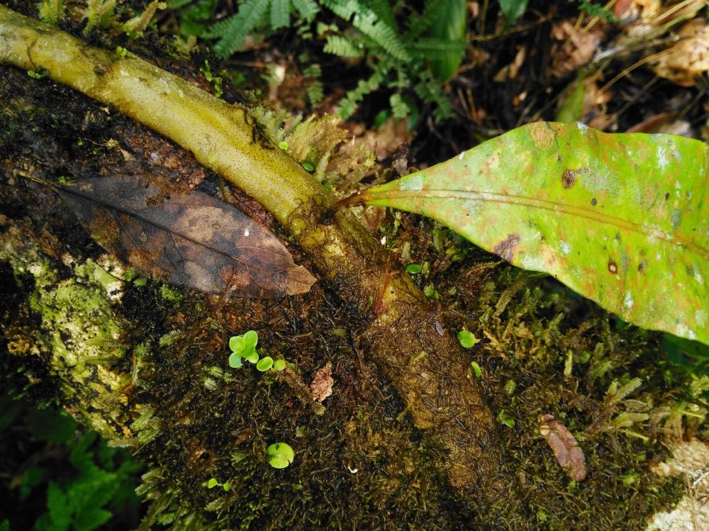 Polypodiaceae Microgramma megalophylla