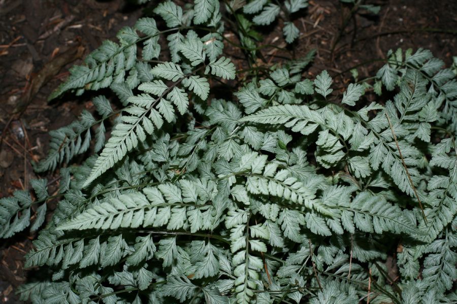 Athyriaceae Anisocampium niponicum