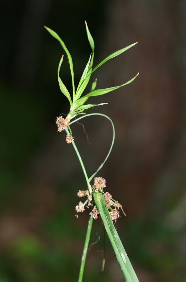 Cyperaceae Scirpus hattorianus