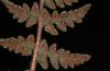 image of Woodsia ilvensis