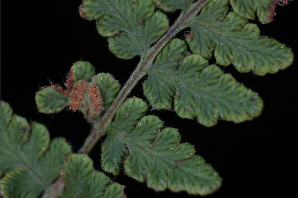 Woodsiaceae Woodsia ilvensis