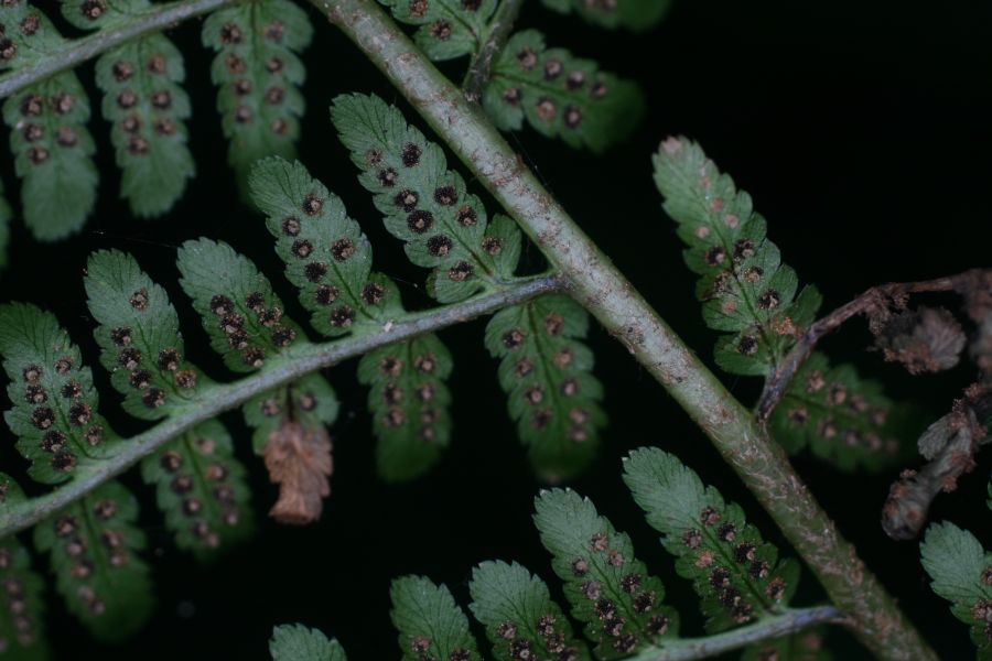 Dryopteridaceae Dryopteris filix-mas