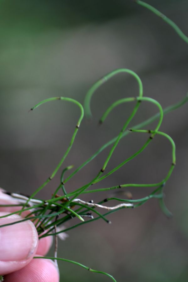 Equisetaceae Equisetum scirpoides