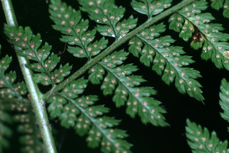 Dryopteridaceae Dryopteris campyloptera X intermedia