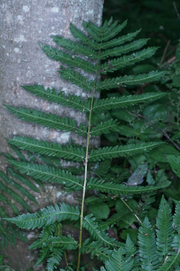 Dryopteridaceae Dryopteris goldiana
