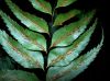 image of Asplenium serra