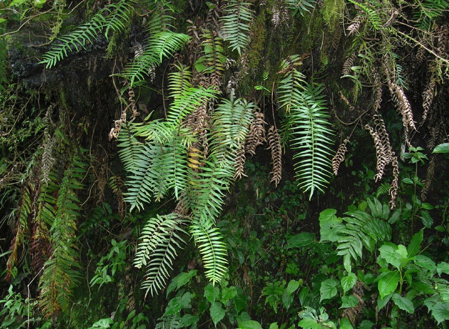 Polypodiaceae Pleopeltis montigena