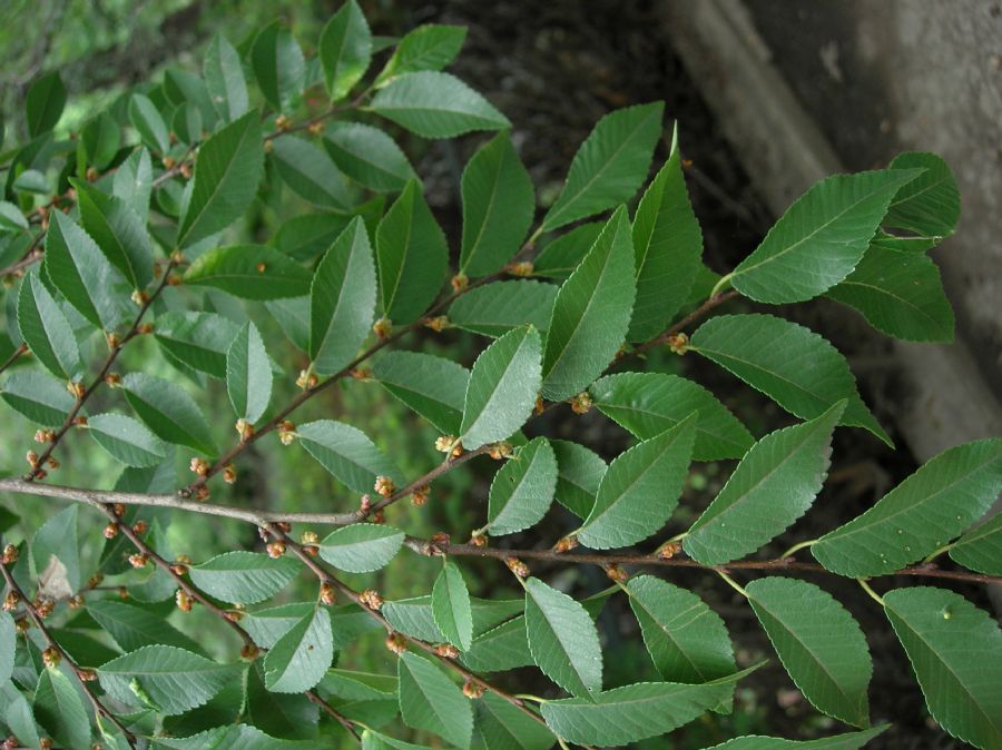 Ulmaceae Ulmus parvifolia