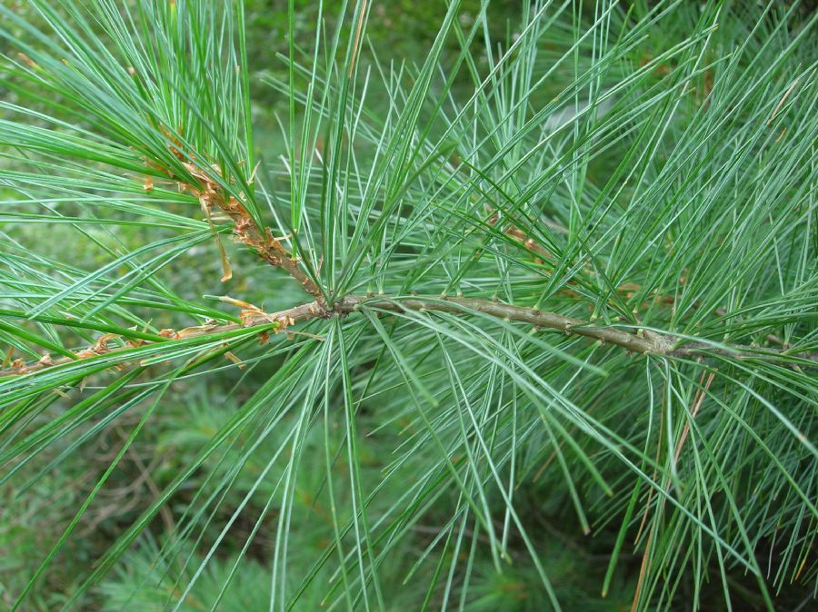 Pinaceae Pinus strobus