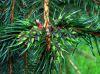 image of Picea glauca