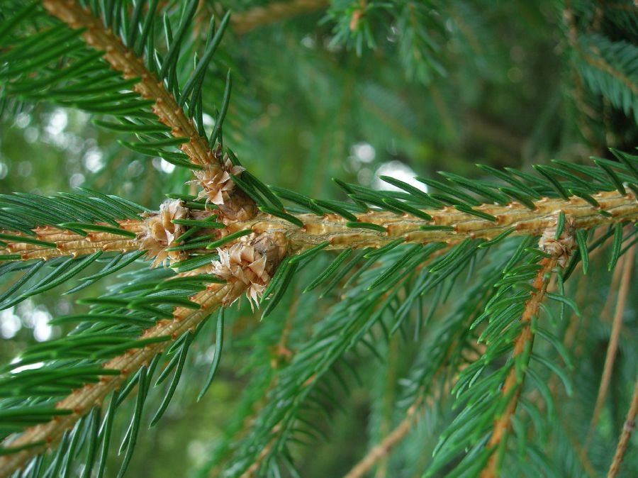 Pinaceae Picea glauca