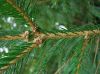 image of Picea glauca