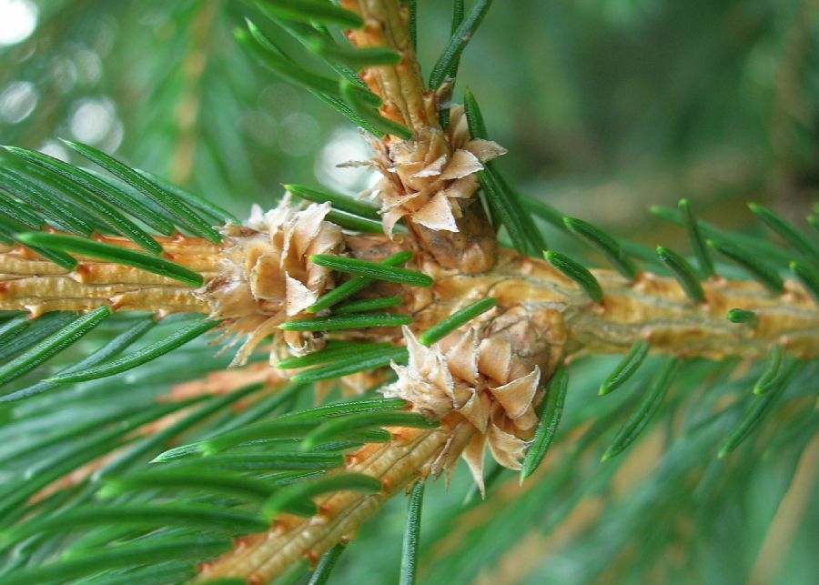 Pinaceae Picea glauca