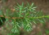 image of Juniperus communis