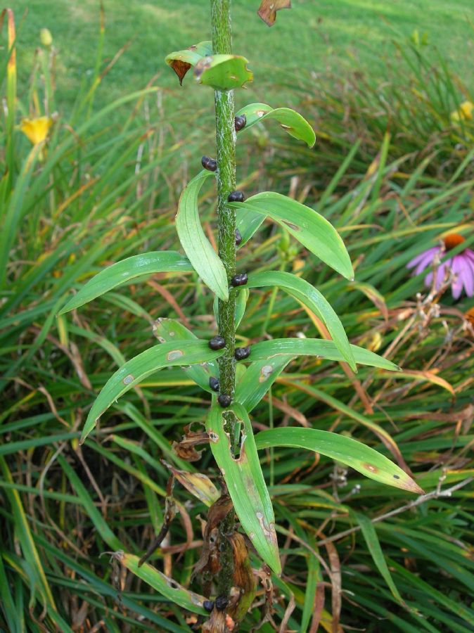 Liliaceae Lilium tigrinum