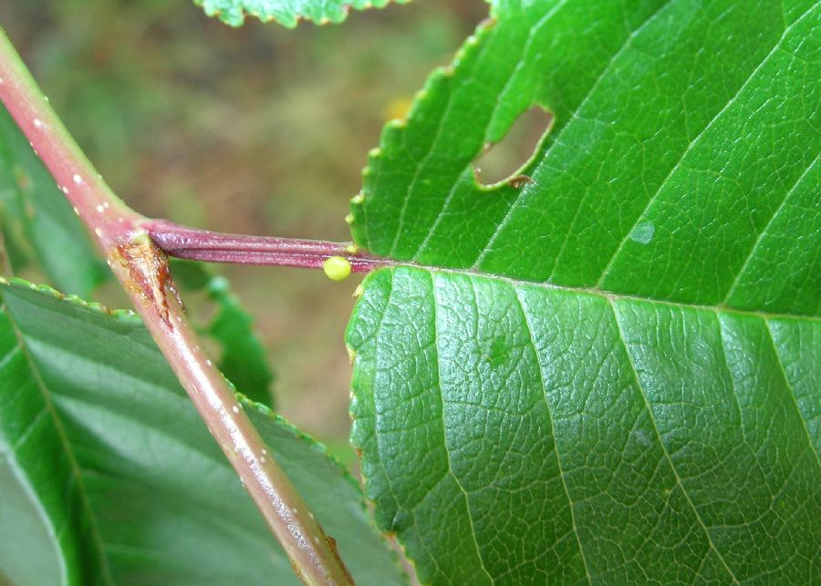 Rosaceae Prunus pensylvanica