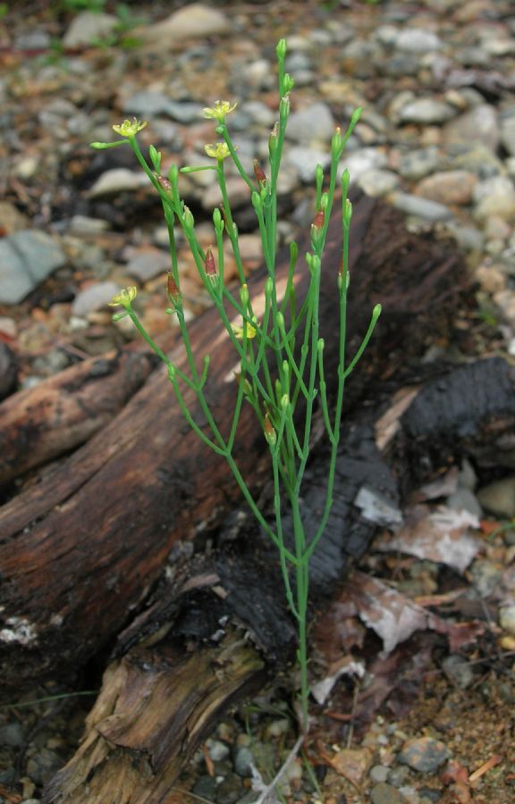 Hypericaceae Hypericum gentianoides