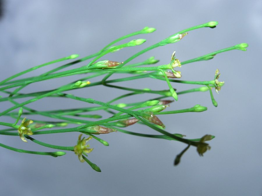 Hypericaceae Hypericum gentianoides