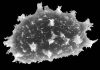 image of Elaphoglossum exertipes
