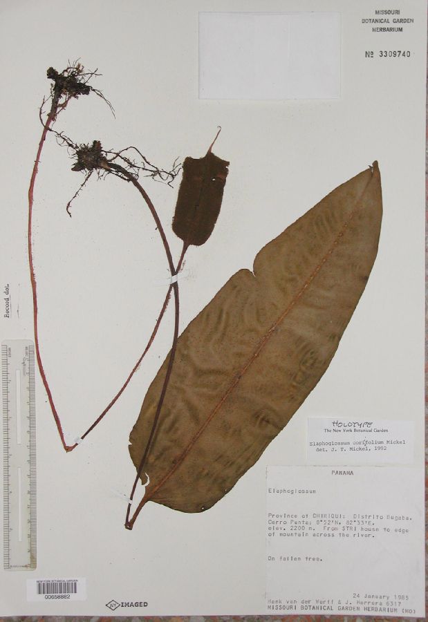 Dryopteridaceae Elaphoglossum coriifolium