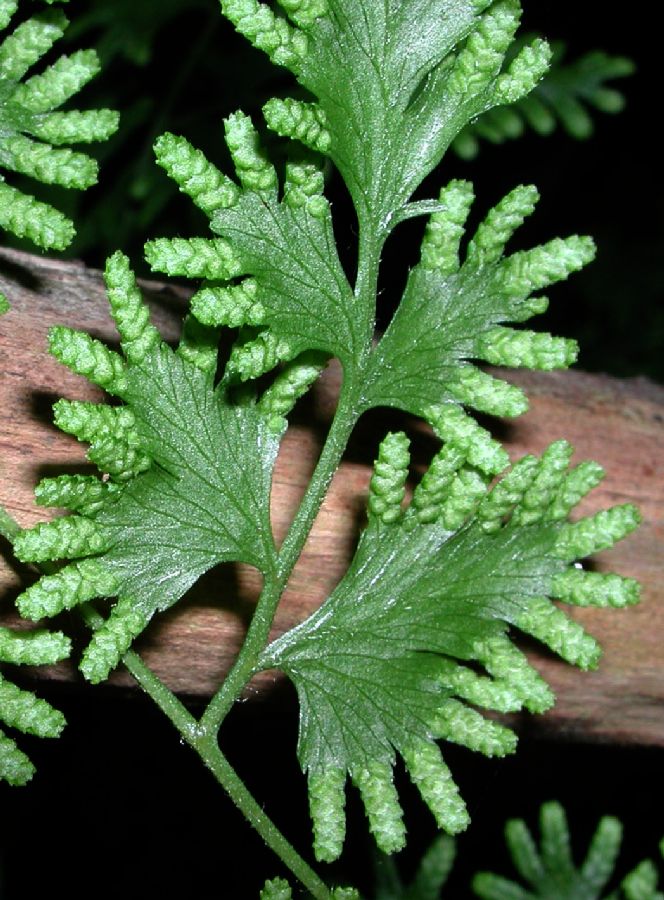 Lygodiaceae Lygodium japonicum