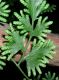 image of Lygodium japonicum