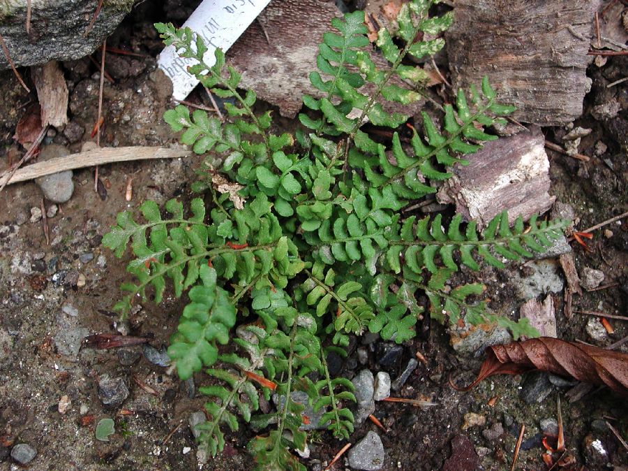 Woodsiaceae Woodsia intermedia