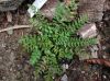 image of Woodsia intermedia