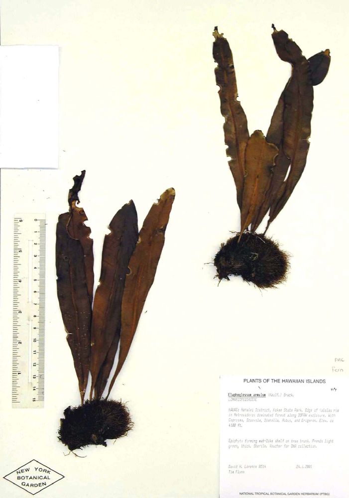 Dryopteridaceae Elaphoglossum aemulum