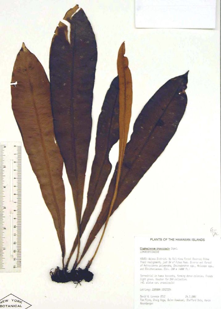 Dryopteridaceae Elaphoglossum crassicaule