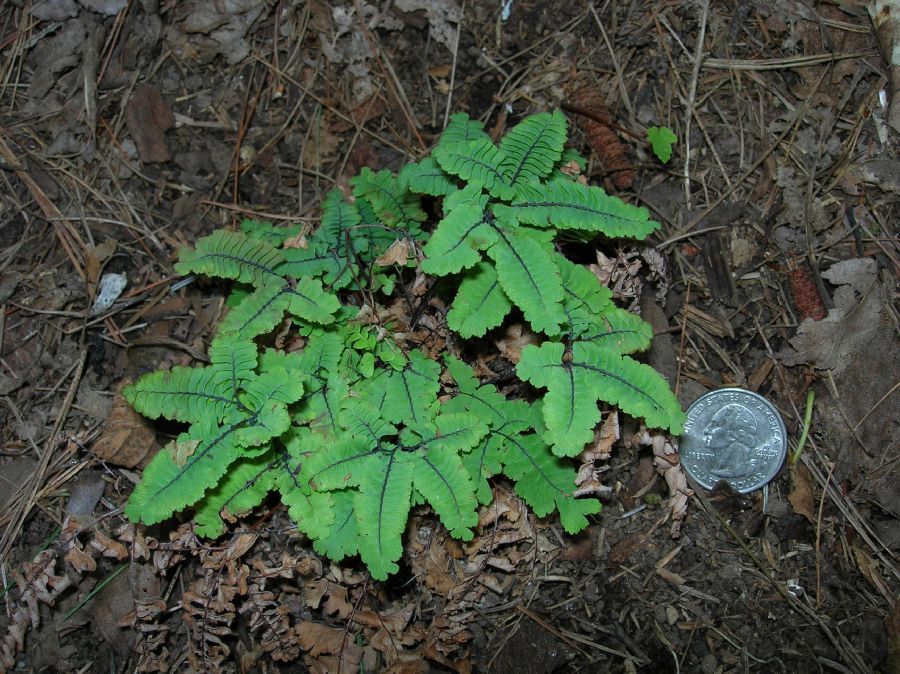 Pteridaceae Adiantum aleuticum