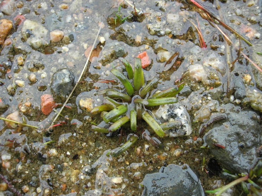 Campanulaceae Lobelia dortmanna