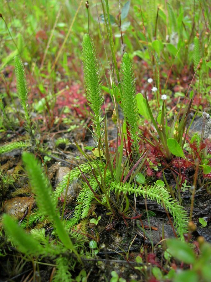 Lycopodiaceae Lycopodiella inundata