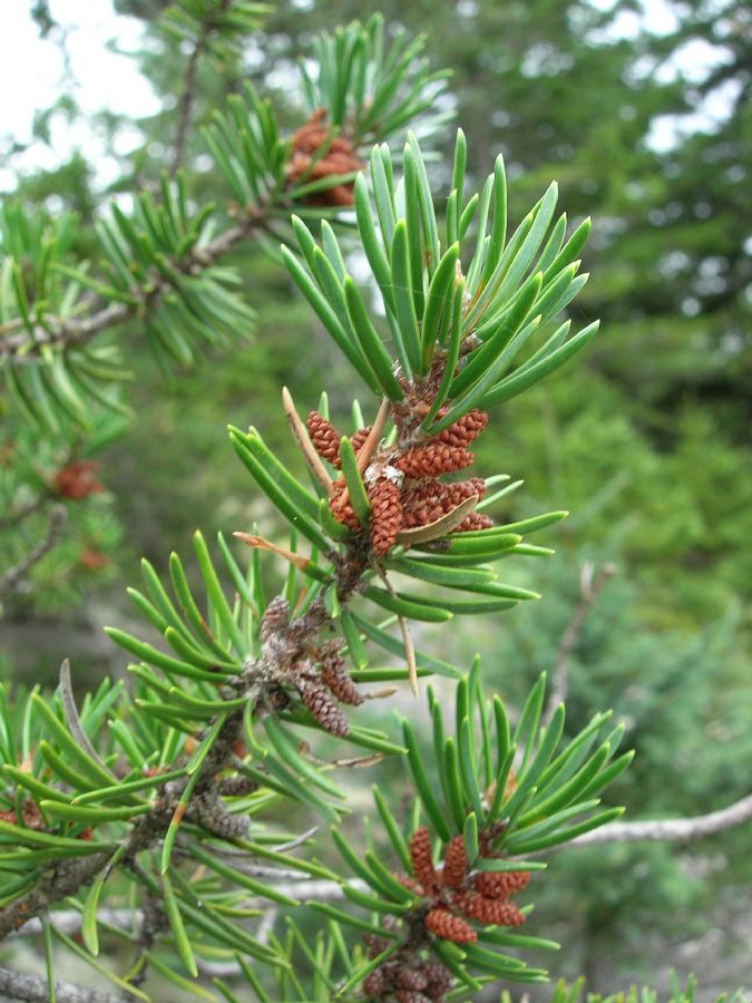 Pinaceae Pinus banksiana