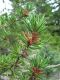 image of Pinus banksiana