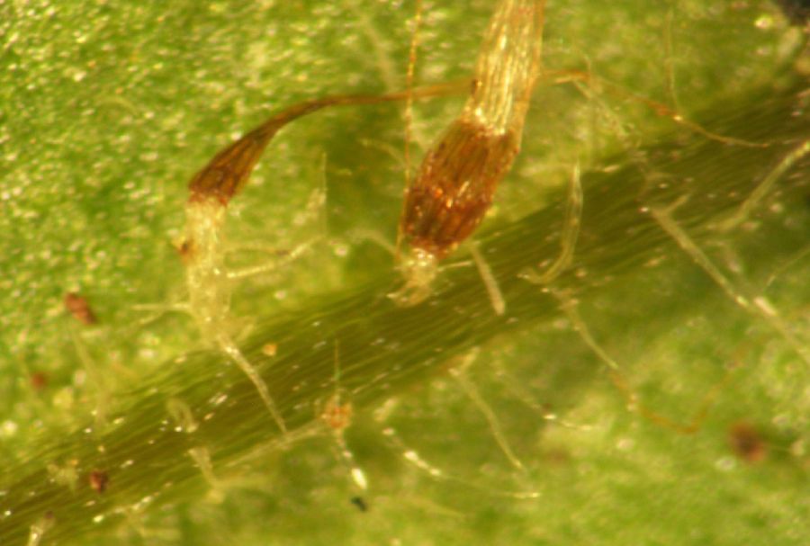Thelypteridaceae Phegopteris connectilis