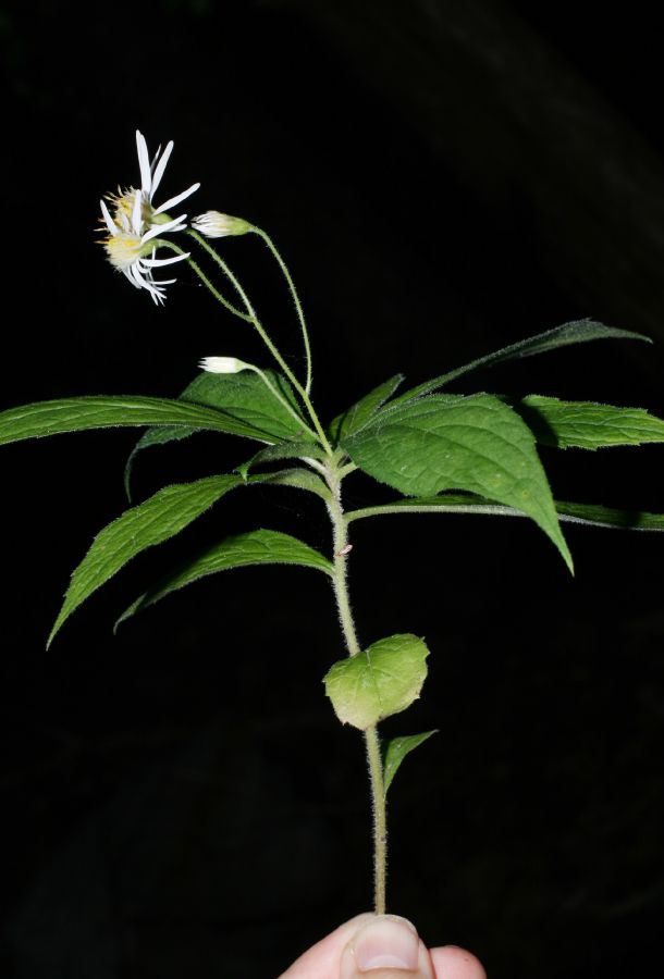 Asteraceae Aster acuminatus